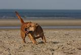 STAFFIE 239